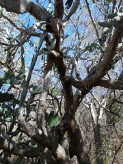 Opuntia karwinskiana