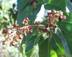 Trichostigma octandrum