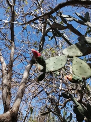 Opuntia karwinskiana