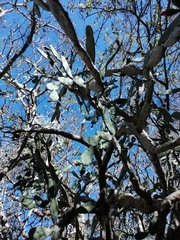 Opuntia karwinskiana