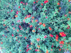 Lantana