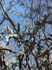 Opuntia karwinskiana