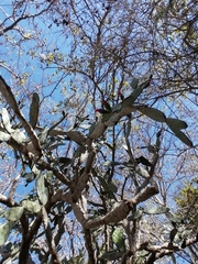 Opuntia karwinskiana