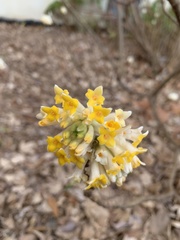 Edgeworthia