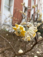 Edgeworthia