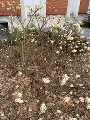 Edgeworthia