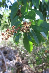 Trichostigma octandrum