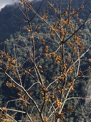 Diospyros japonica
