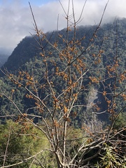 Diospyros japonica