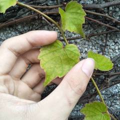 Parthenocissus tricuspidata