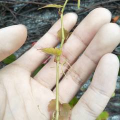 Parthenocissus tricuspidata