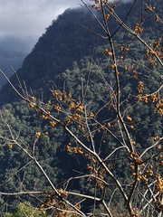 Diospyros japonica