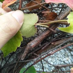 Parthenocissus tricuspidata