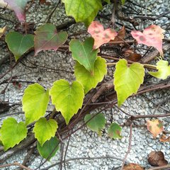 Parthenocissus tricuspidata
