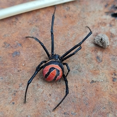 Latrodectus renivulvatus