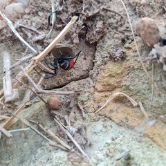 Latrodectus renivulvatus