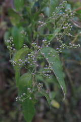 Fleischmannia microstemon