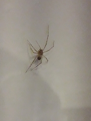 Scytodes thoracica