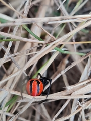 Latrodectus renivulvatus