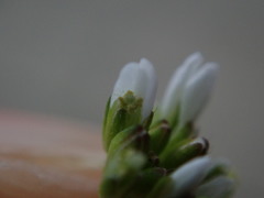 Cardamine hirsuta