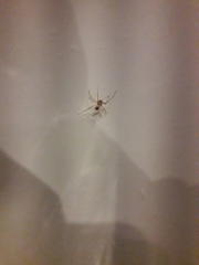 Scytodes thoracica