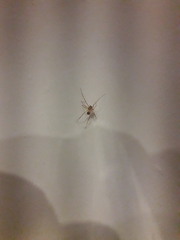 Scytodes thoracica