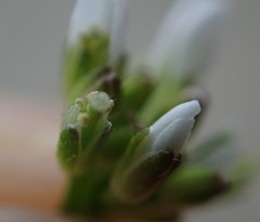 Cardamine hirsuta