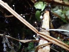 Mycena pterigena