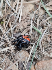 Latrodectus renivulvatus