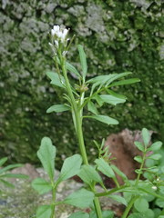 Cardamine hirsuta