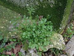 Cardamine hirsuta