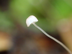 Mycena pterigena