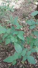 Desmodium lindheimeri