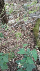 Desmodium lindheimeri