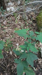 Desmodium lindheimeri