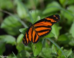 Eresia phillyra phillyra