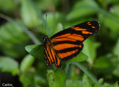 Eresia phillyra phillyra