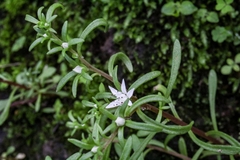 Sedum jaliscanum