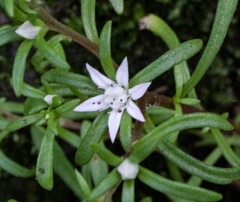 Sedum jaliscanum