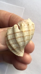 Cancellaria cooperii