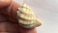 Cancellaria cooperii