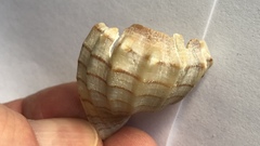 Cancellaria cooperii