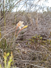 Cyrtanthus leptosiphon