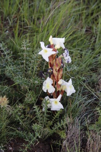 Image of Harveya speciosa by (c) Tony Rebelo, some rights reserved (CC BY-SA)