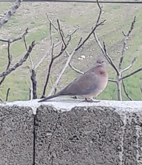 Streptopelia senegalensis
