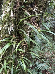 Liparis laurisilvatica