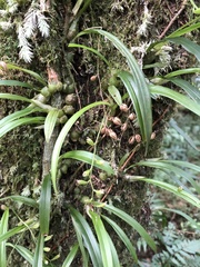 Liparis laurisilvatica