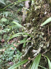 Liparis laurisilvatica