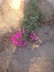 Antigonon leptopus
