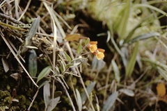 Bomarea linifolia